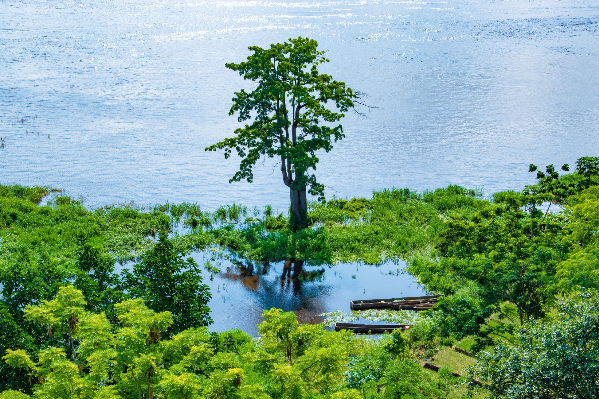 Congo riverbanks