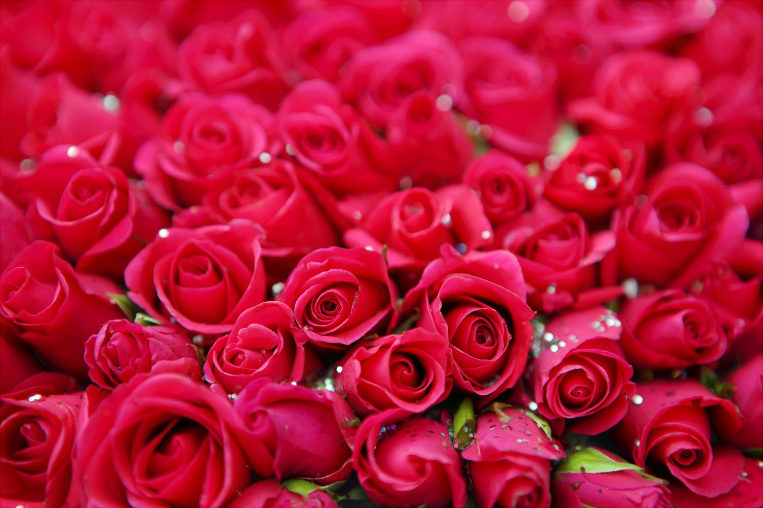 red roses